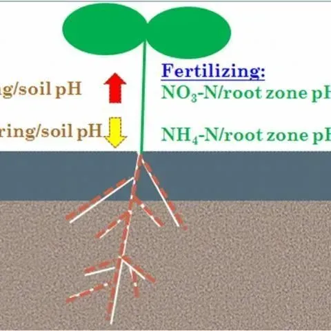 thumbnail for publication: Soil pH Management for Optimum Commercial Fruit Production in Florida